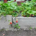 Germano * Аоста